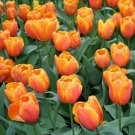 288 Tulip Bulbs Perennial Flower Seeds Soil Culture Hydroponic Flowers