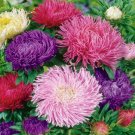 200 Chrysanthemum Seeds Of Different Colors Flower Bonsai Seeds