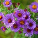 ASTER Purple Perennial Fall Planting 500 Seeds