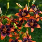 100 Heirloom Burning Flame Lily Seeds Fragrant Flower Plant Fresh Seeds