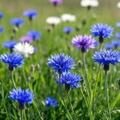 100 Home Gardening Colorful Cornflower Seeds