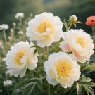 100 Perennial Easy To Grow Peony Seeds High Survival Rate Full Blooms