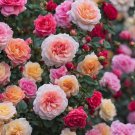 Rose Seeds 300 Exotic Flower Seeds Fresh And Hardy With A Striking Fragrance
