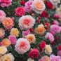 Rose Seeds 300 Exotic Flower Seeds Fresh And Hardy With A Striking Fragrance