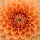 Herb-Flower Companion Seed Marigold Nasturtium & More