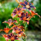 100 Heirloom Burning Flame Lily Seeds Fragrant Flower Plant Fresh
