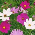 Plant Seeds Cosmos Tall Mixed Colors 200 Seeds