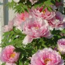 100 Mixed Color Seeds Coral Plant Seeds Fresh