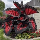 Sow Right Seeds 160pcs Seeds Perennial Flowers Caladium For Garden Rare
