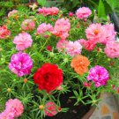 10000 Seeds Sunflower Seeds Double Leaf Mixed Color Rose Moss Flower