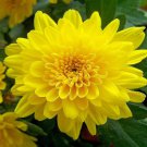 Yellow Chrysanthemum Flower Seeds 5000 Seeds Lovely