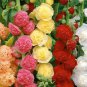 High Germination Rate 300 Chrysanthemum Seeds Suitable For Planting (Alcea Rosea)