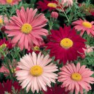 American Ready-Made 100 Robinson Painted Daisy Seeds