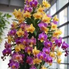50 Orchid Seeds Flowers Indoor Plant Seeds Peanut Plant Planting Garden