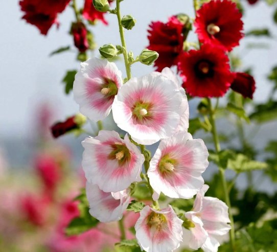 High Germination Rate Garden Mixed Old Barnyard Hollyhock Seeds 300