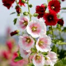 High Germination Rate Garden Mixed Old Barnyard Hollyhock Seeds 300
