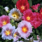 High Germination Rate /Pack Peony 300 Seeds Suitable For Planting