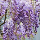 High Germination Rate The Of Maverick Planting 10 Purple Wisteria Seeds