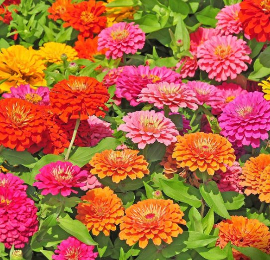 4000 Large Flowered Double Mixed Zinnia Seeds Annual For Home Gardening