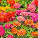 4000 Large Flowered Double Mixed Zinnia Seeds Annual For Home Gardening