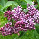 100 Purple Lilac Seeds For Planting Colors Extremely Fragrant Flowers