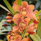 Orchid 100 Seeds Boat Orchid Evergreen Flower Cold Tolerant Ornamental