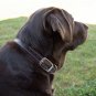 Leather Dog Collar Accent Stitched_Medium, Large, XL_1" Wide_Amish Handmade
