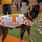 UT Tennessee Vols Smokey Mascot Photo Volunteers Neyland 48x36-8x10 CHOICES