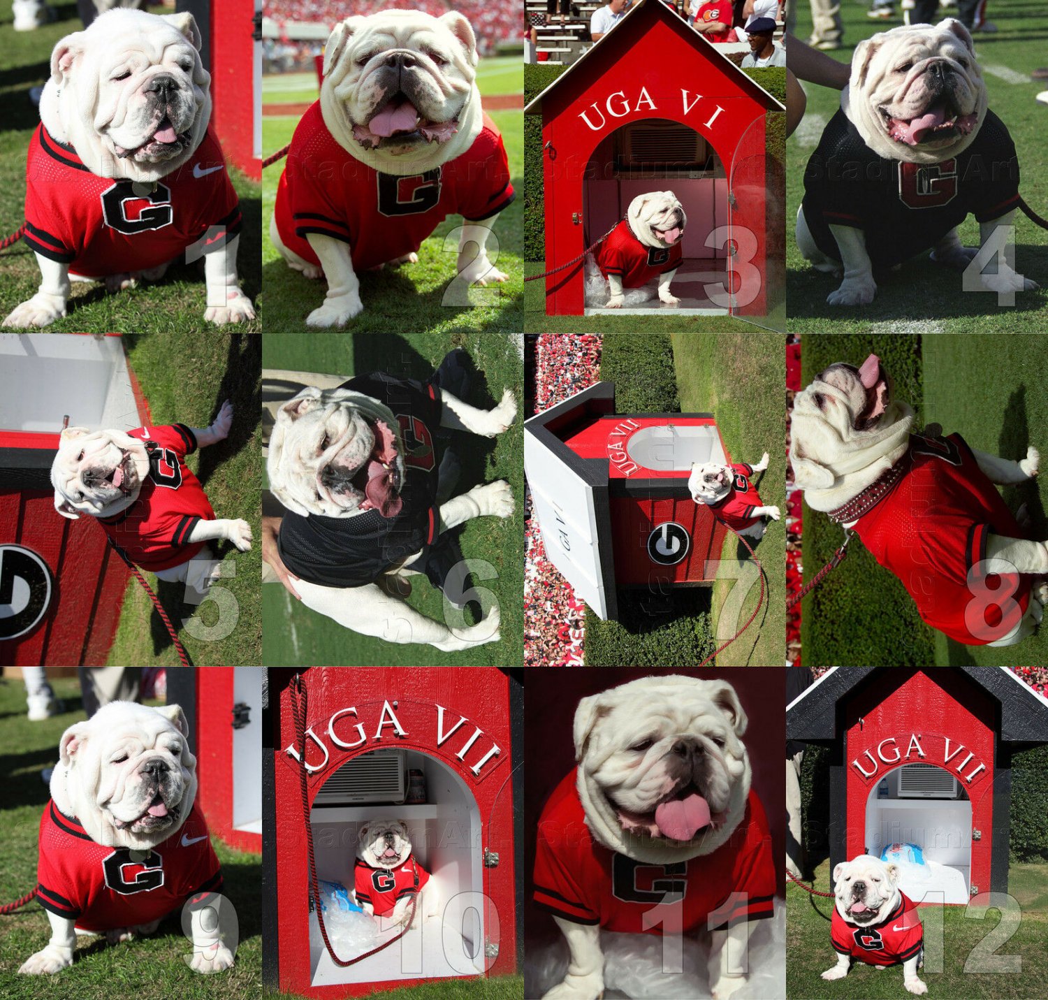 Georgia Bulldogs UGA dog mascot NCAA College Football Photo CHOICES ...