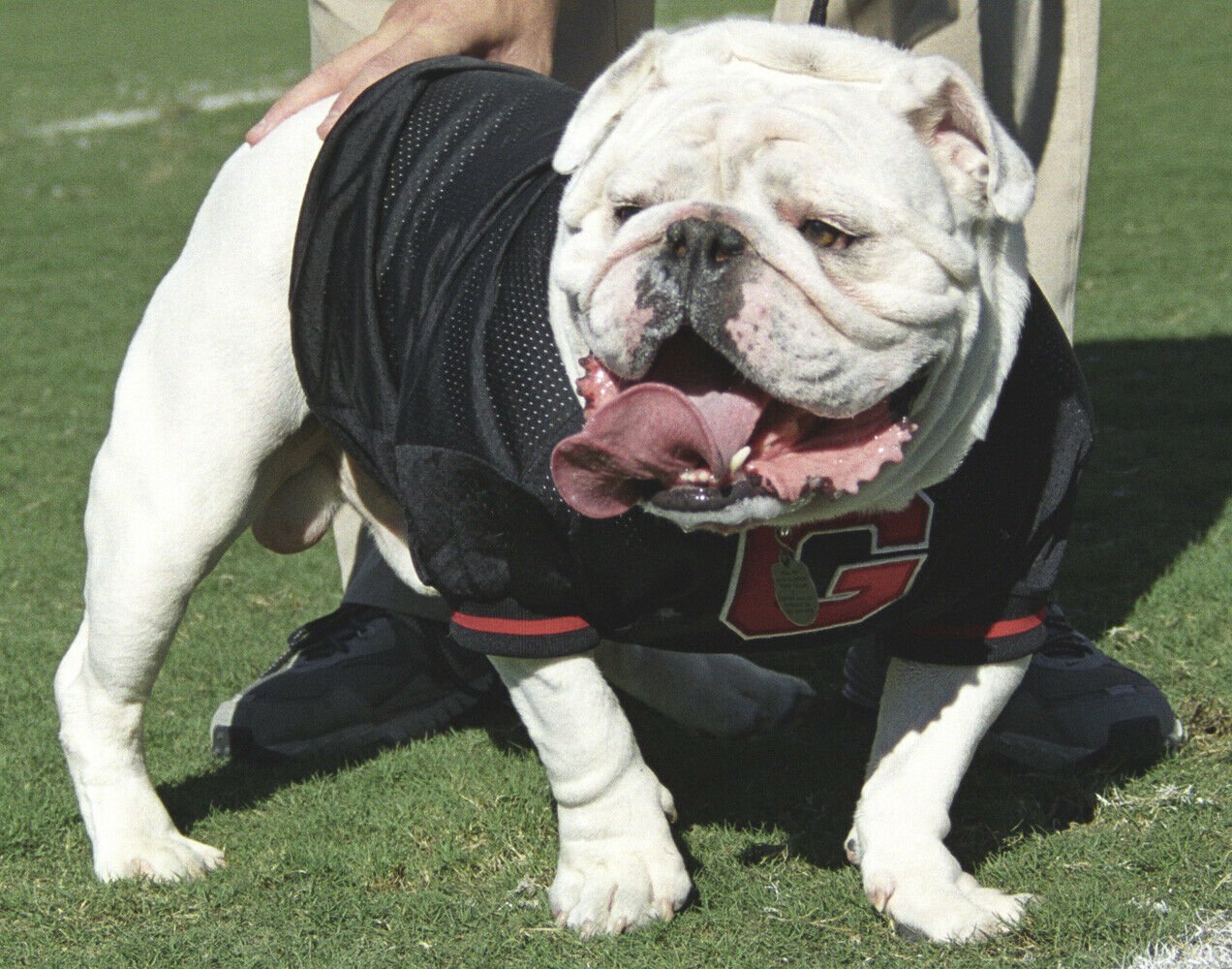 Georgia Bulldogs UGA dog mascot NCAA College Football Photo CHOICES ...