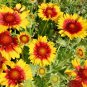 201+BLANKET FLOWER Seeds American Native Wildflower Perennial Butterflies Garden