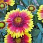 201+BLANKET FLOWER Seeds American Native Wildflower Perennial Butterflies Garden