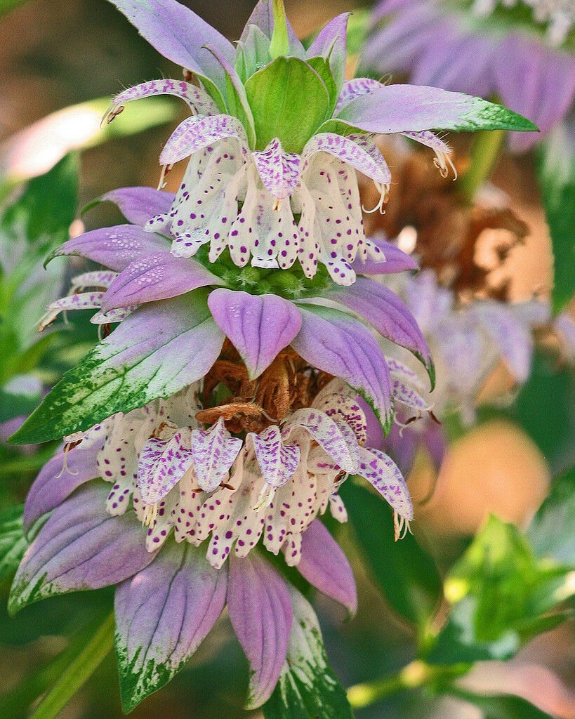 301+SPOTTED BEE BALM Seeds Native Wildflower Herbal Tea Monarda punctata Garden