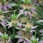 301+SPOTTED BEE BALM Seeds Native Wildflower Herbal Tea Monarda punctata Garden