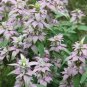301+SPOTTED BEE BALM Seeds Native Wildflower Herbal Tea Monarda punctata Garden
