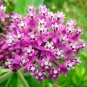 51+SWAMP/ROSE MILKWEED Seeds Monarch Butterflies American Native Wildflower