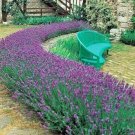 501+TRUE OLD FASHIONED VERA ENGLISH LAVENDER Seeds Aromatic Garden/Container