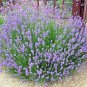 501+TRUE OLD FASHIONED VERA ENGLISH LAVENDER Seeds Aromatic Garden/Container