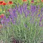 501+TRUE OLD FASHIONED VERA ENGLISH LAVENDER Seeds Aromatic Garden/Container
