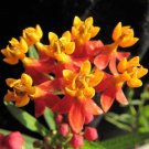 101+BLOOD FLOWER Seeds Tropical Scarlet Milkweed Wildflower Monarch Butterflies