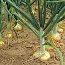 200+VIDALIA SWEET ONION Seeds Organic Non-Gmo 110/170 Days Spring/Fall Garden