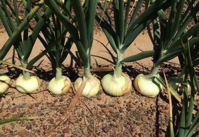 200+VIDALIA SWEET ONION Seeds Organic NonGmo 110/170 Days Spring/Fall