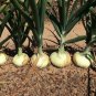200+VIDALIA SWEET ONION Seeds Organic Non-Gmo 110/170 Days Spring/Fall Garden