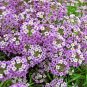 2001+PURPLE DWARF SWEET ALYSSUM Flower Seeds "ROYAL CARPET" Groundcover/Baskets