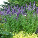 101+GIANT ANISE HYSSOP Flower Seeds Mint Licorice LAVENDER&BLUE Fragrant Herb