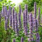 101+GIANT ANISE HYSSOP Flower Seeds Mint Licorice LAVENDER&BLUE Fragrant Herb