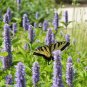 101+GIANT ANISE HYSSOP Flower Seeds Mint Licorice LAVENDER&BLUE Fragrant Herb