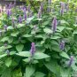 101+GIANT ANISE HYSSOP Flower Seeds Mint Licorice LAVENDER&BLUE Fragrant Herb