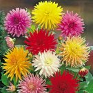 300+GIANT CACTUS ZINNIA MIX Flower Seeds 5" Blooms 6 COLORS Butterfly Garden