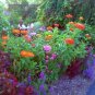 300+GIANT CACTUS ZINNIA MIX Flower Seeds 5" Blooms 6 COLORS Butterfly Garden
